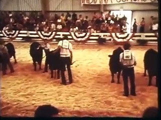 Angus Cattle History: Your First Step