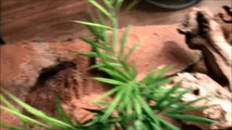 Centralian Knob-Tailed Gecko Introduction/Setup