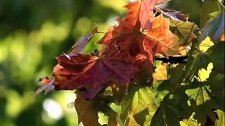 Autumn Meditation to the Music of Bach
