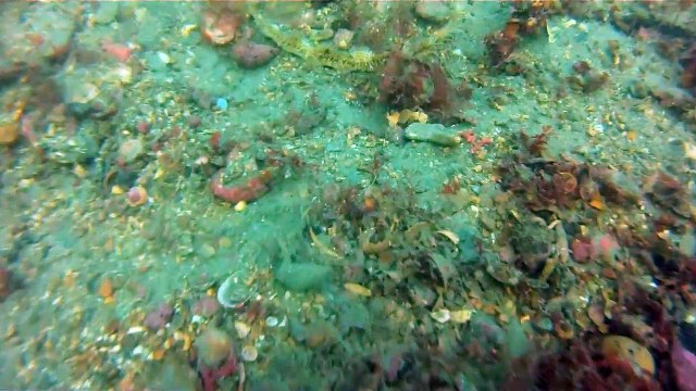 Coquilles Saint Jacques, tourteau, roussette et bébé homard, pêche sous marine | Scallops