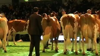 Swiss Expo 2012 - Red-Holstein-Championnewahlen