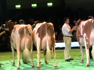 Swiss Expo 2012 - Red-Holstein-Schöneuterwahlen