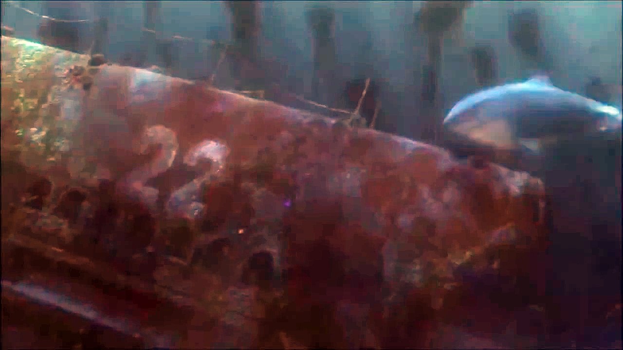 Finding Nemo - BANG!! BANG!! BANG!!