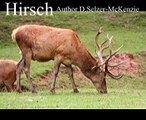 Hirsch Tiere Animals Natur SelMcKenzie Selzer-McKenzie