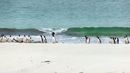 Sea Lion Looking for an Easy Penguin Meal