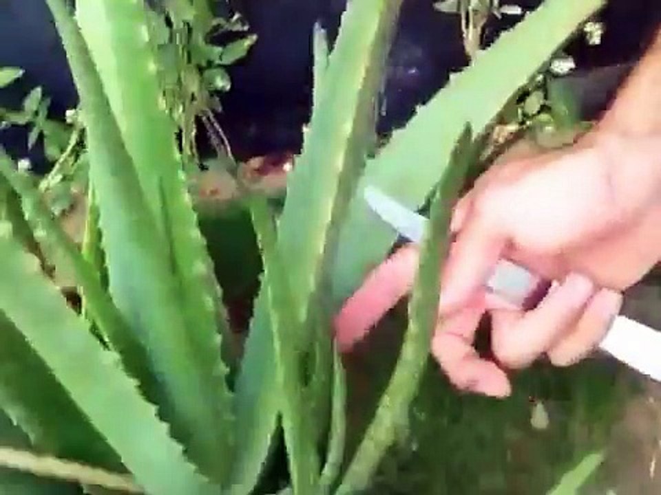 سعودي: يسوي عصير الصبار