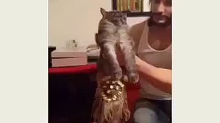 Even Cat Dances