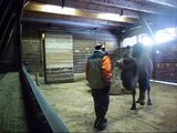 Camel clicker & target training in Kernhof, Austria - klip.wmv