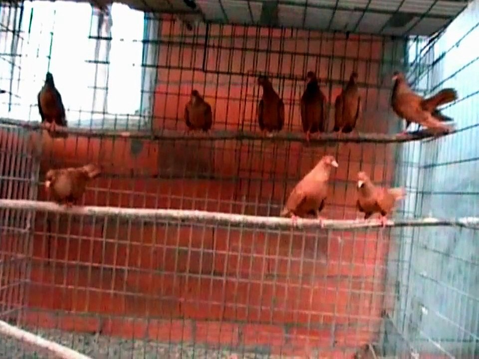 Palomas, raza rodante oriental