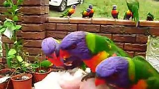 Rainbow lorikeets in my back  garden