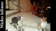 Slow motion kitties (gatos en camara lenta)