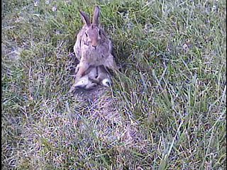 Bunny family feeding time