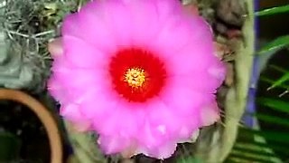 flor desertica 2