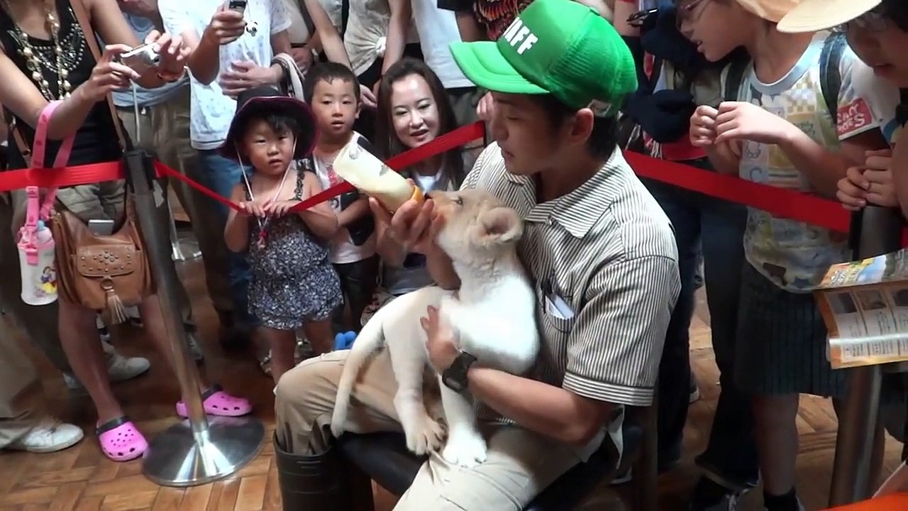 伊豆アニマルキングダム ホワイトライオンの赤ちゃんの授乳タイム