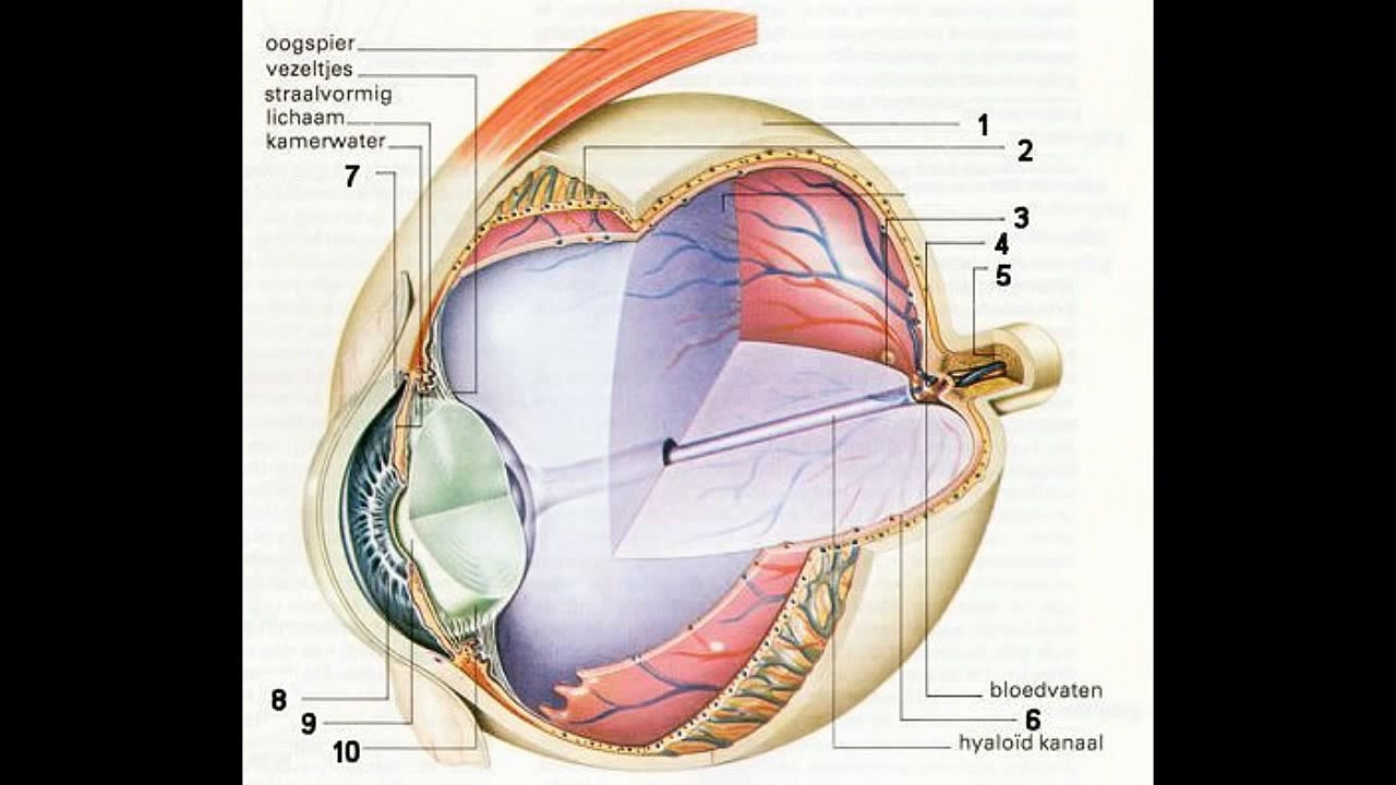 Lunchlezingen over psychologie
