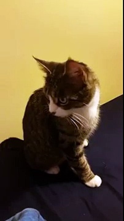 Thug life cat