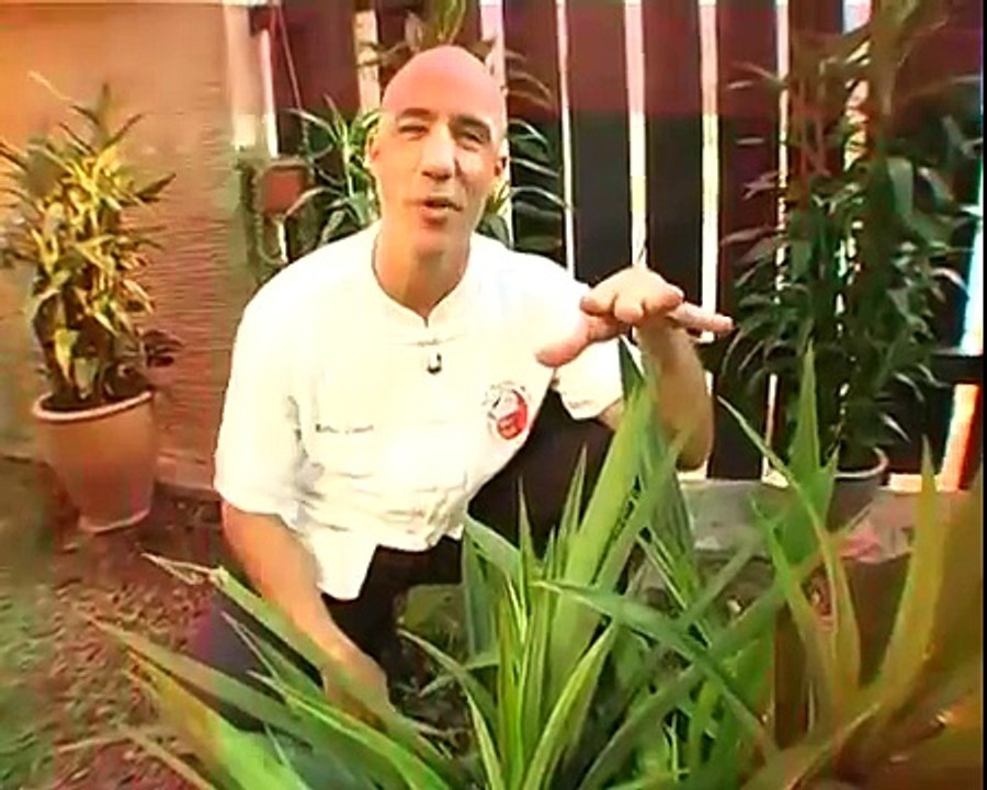 How and Why with Robert Danhi -  Pandan Episode