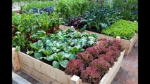 Simple Small raised bed vegetable garden design ideas