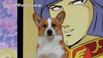 speech / ゴローさんの演説 ガルマの国葬  ギレン シャア 坊やだからさ ザビ家 CrazyTalk 7 Pro Goro@Welsh corgi