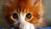 Kopie van Cute cats feel guilty   Funny guilty cat compilation