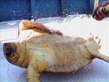 pesca tartaruga salvata