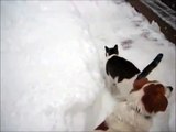 雪大好き！！　雪の中で大はしゃぎする猫たち♪　ＹｏｕＴｕｂｅ　おもしろ猫動画