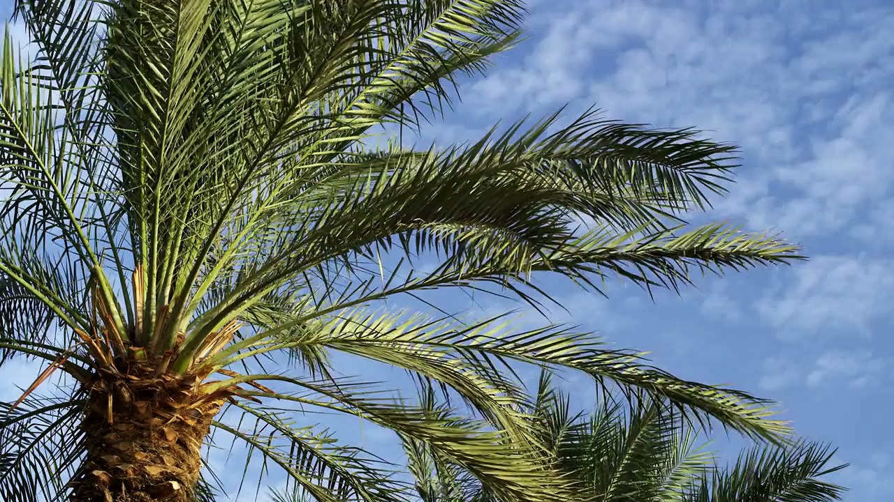 Palm Trees 11