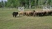 Murphy herding (belgian sheepdog, groenendael)