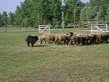 Murphy herding (belgian sheepdog, groenendael)