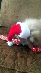 World's Cutest Dog Opening His Christmas Gift! Funny Teacup Pomeranian "Bentley"