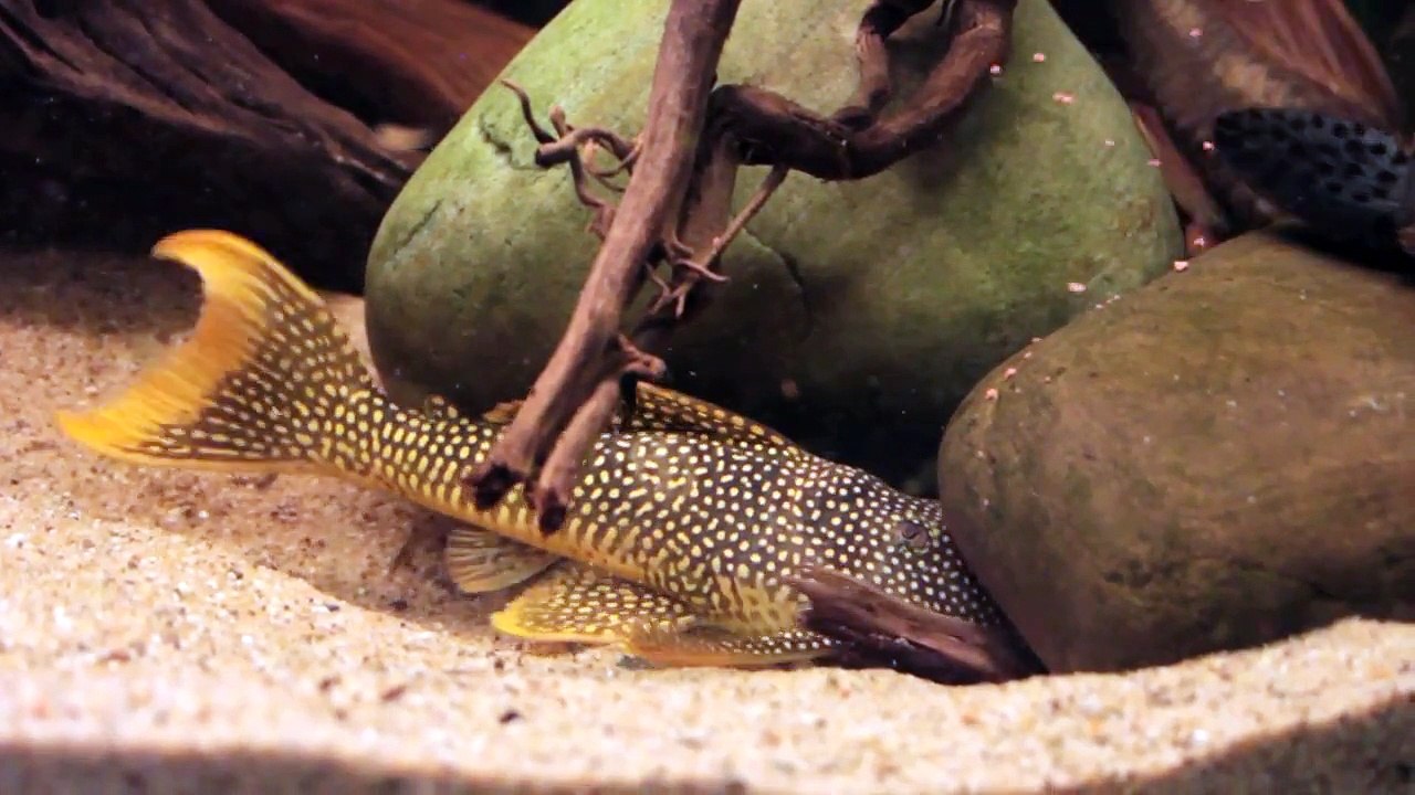 Franklin's Amazone Tank with Pleco's L014-L095-L114-L137-L177-L191 and Big Platydoras