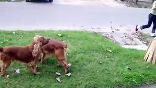 perros cockers jugando