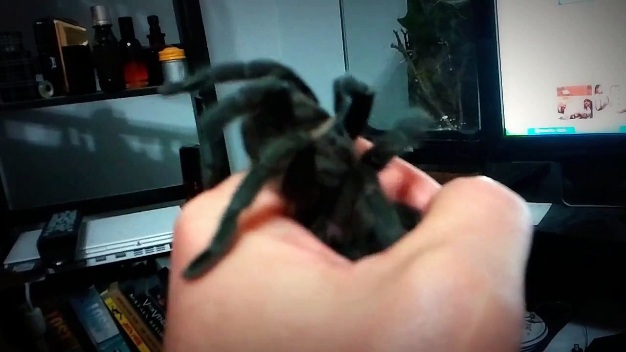 My Grammostola pulchra ( Brazillan Black) Tarantula "Elvis"