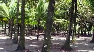 Costa Rica: Playa Matapalos