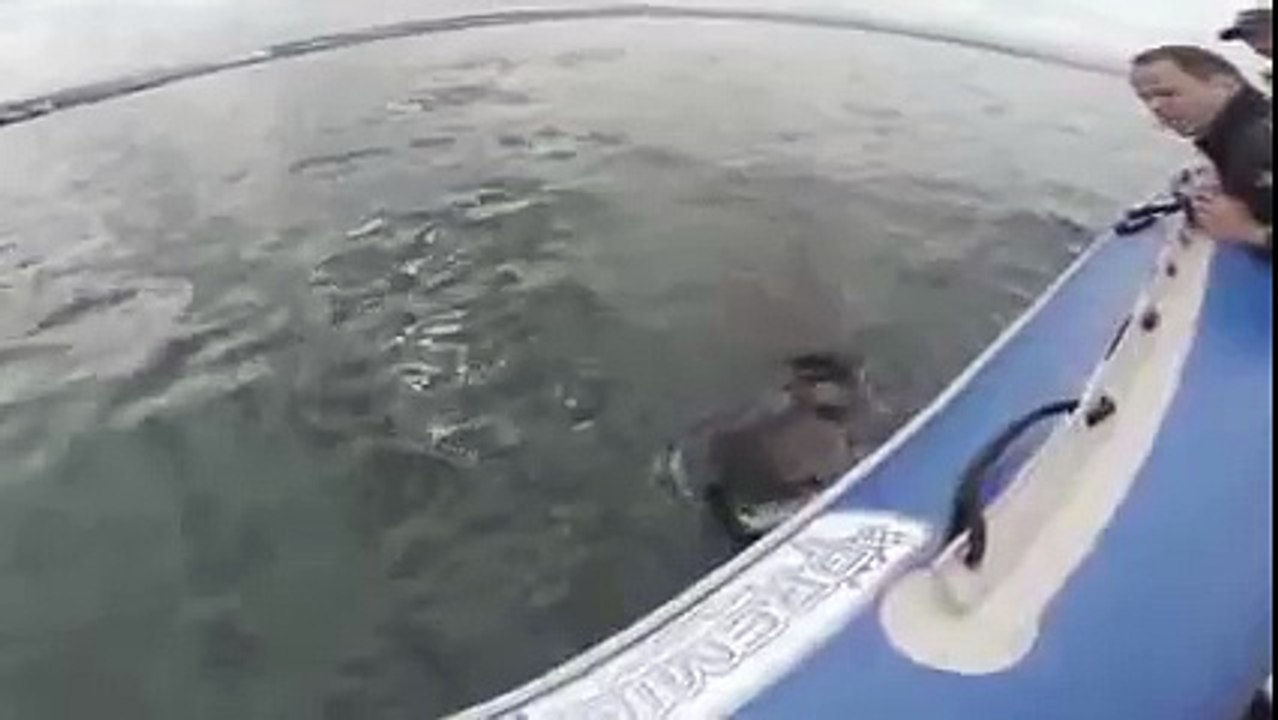 Great White Shark Attacks Inflatable Boat! Exclusive Video [HD]