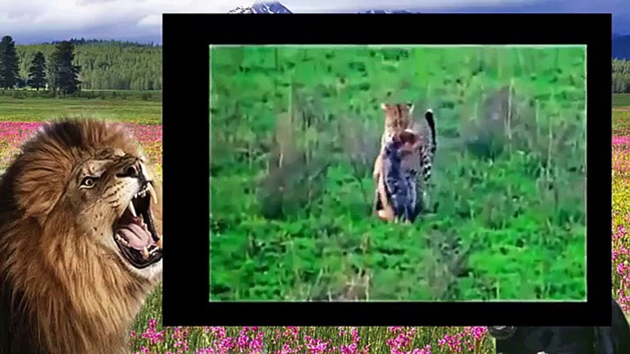 BABOONS ATTACK Leopard