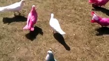 Rare vogels- Funny birds-
