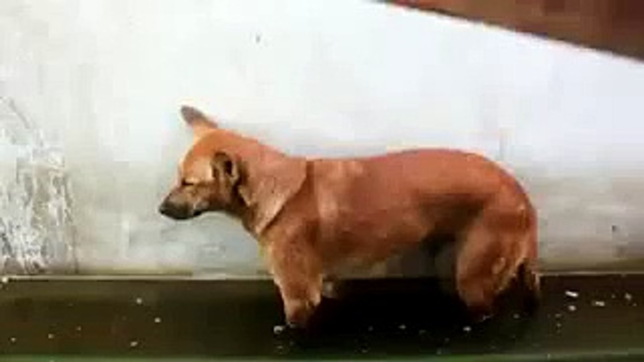 dog sleeping funny