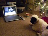 Barking at a Shih Tzu on video