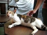 Cat enjoys back scratching