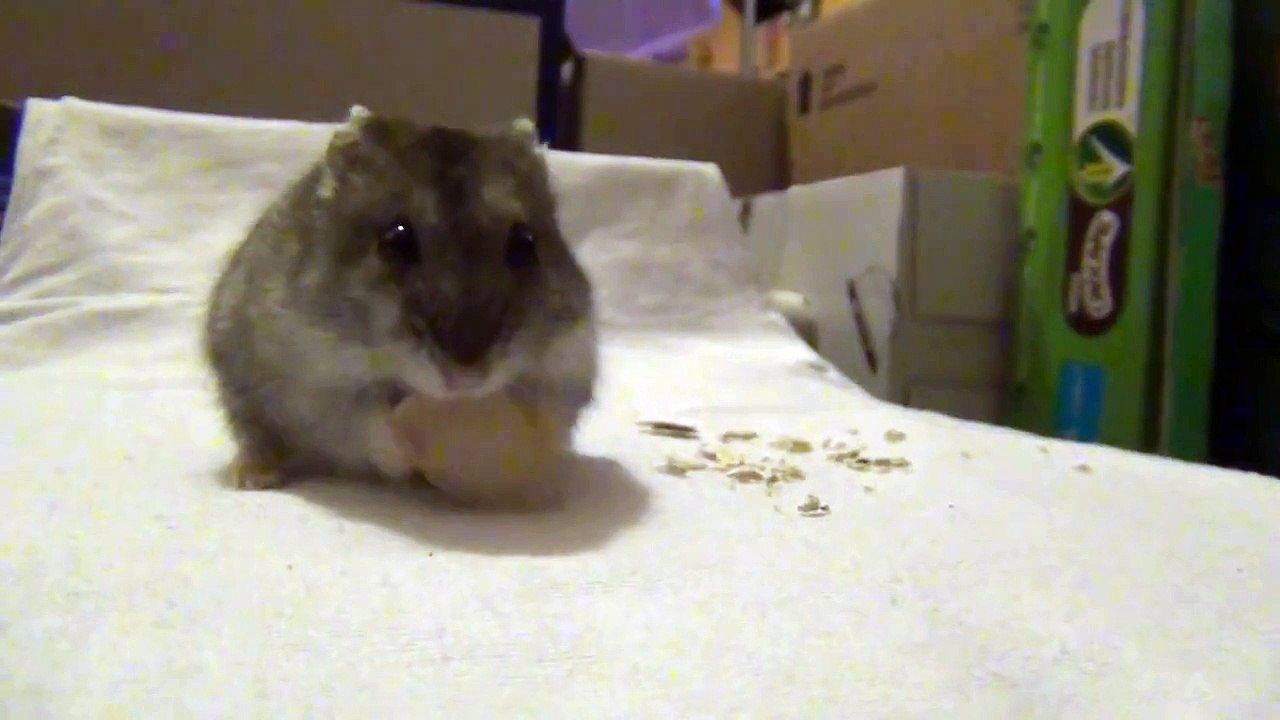 Dönci és a tökmag