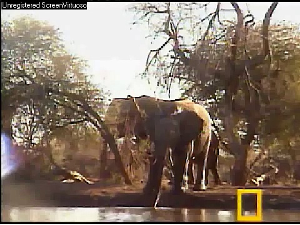 Pete's Pond - Elephants from shore cam