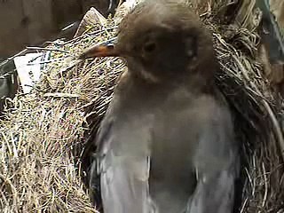 song-thrush/lijster 2 eggs