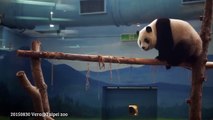 20150830 圓仔走平衡木 The Giant Panda Yuan Zai @Taipei zoo