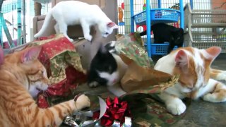 ANIMAL SHELTER BONAIRE episode 9: CHRISTMAS CATS!