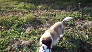 Cute 9 week old Saint Bernard puppy dog Fredo attacks soccer ball
