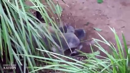 VERY FUNNY ANIMAL HD 4  مشاهد مضحكة حيوانات مضحكة