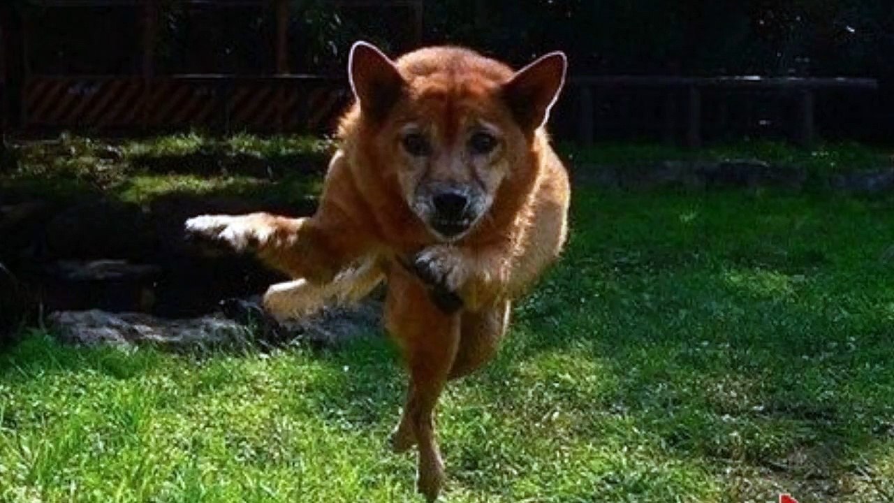 Funny  animals making funny faces - Hilarious animal emotions.