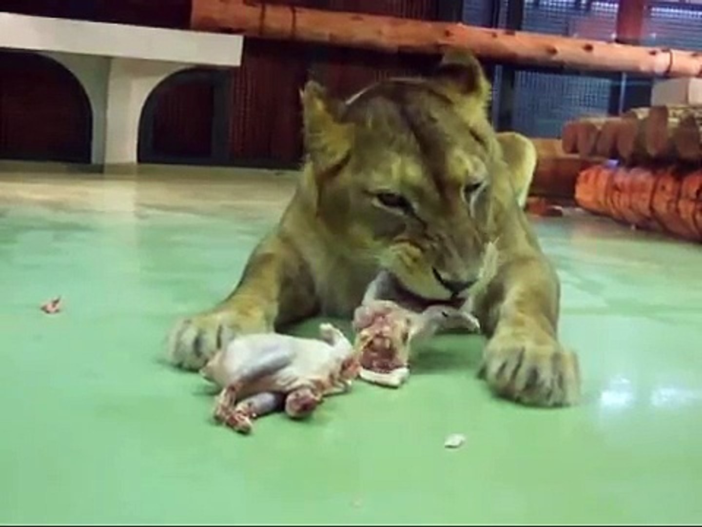 ティモンのワイルドタイム 円山動物園ライオン Video Dailymotion