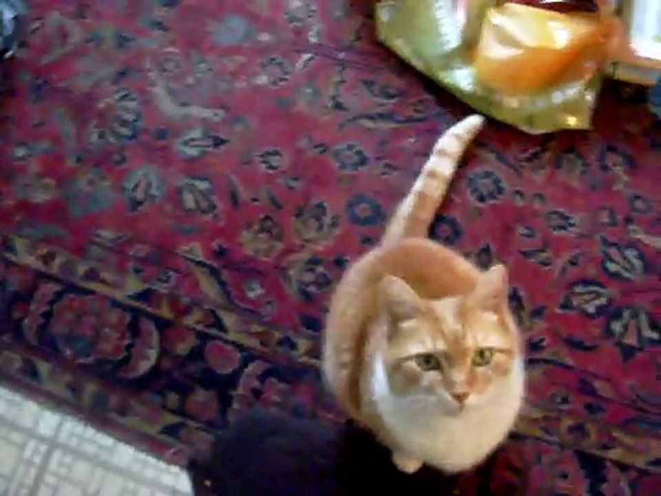 Obedient cat, amazing vocabulary